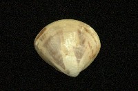 藏品(普通文蛤)的圖片